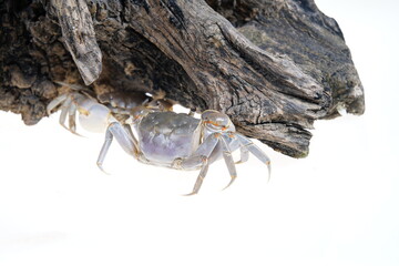 The vibrant crab is walking.