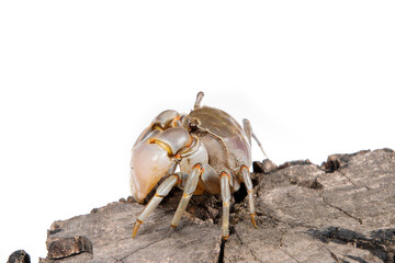 The vibrant crab is walking.