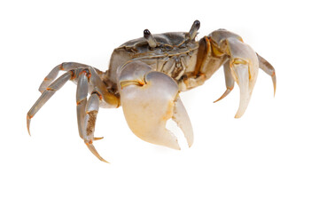 The vibrant crab is walking.