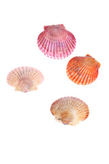 Scallops isolated on a white background