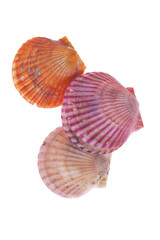 Scallops isolated on a white background