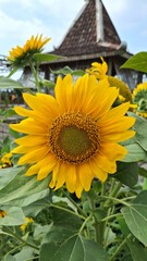 sunflower in the garden