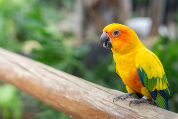 Vibrant sun conure parrot perched on a wooden railing outdoors
