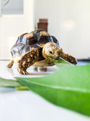 Pet tortoise eagerly munches on a fresh green leaf while resting on a smooth indoor surface, showing its detailed shell texture, sturdy legs, and natural feeding behavior in a calm setting.