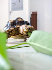 Pet tortoise eagerly munches on a fresh green leaf while resting on a smooth indoor surface, showing its detailed shell texture, sturdy legs, and natural feeding behavior in a calm setting.