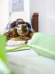 Pet tortoise eagerly munches on a fresh green leaf while resting on a smooth indoor surface, showing its detailed shell texture, sturdy legs, and natural feeding behavior in a calm setting.