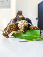 Pet tortoise eagerly munches on a fresh green leaf while resting on a smooth indoor surface, showing its detailed shell texture, sturdy legs, and natural feeding behavior in a calm setting.