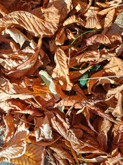 Dry Chestnut Leaves on the Ground in Autumn (Autumn Leaves Series)