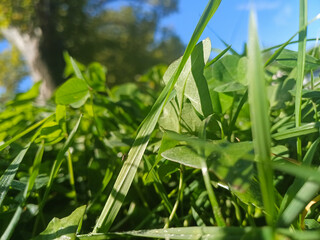 Close-Up of Morning Dew on Sunlit Green Grass 2.