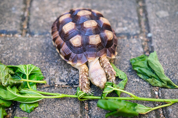 Young pet tortoise enjoys fresh green leaves placed on stone pavement, showing a simple yet heartwarming moment of feeding and caring for a small reptile in a natural outdoor setting.