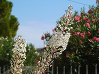 Squill, or Drimia maritima, plant, with white flowers, in a garden near the coast of Attica, Greece