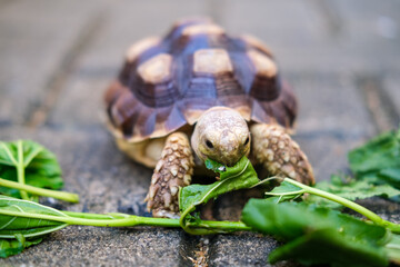 Young pet tortoise enjoys fresh green leaves placed on stone pavement, showing a simple yet heartwarming moment of feeding and caring for a small reptile in a natural outdoor setting.