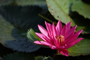 Beautyful red Water Lily in the Pond