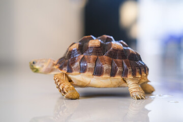 Small tortoise walking slowly on a smooth reflective surface indoors, its patterned shell catching the light while its curious face looks ahead with calm and steady movement.