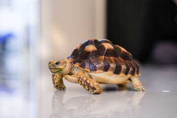 Small tortoise walking slowly on a smooth reflective surface indoors, its patterned shell catching the light while its curious face looks ahead with calm and steady movement.