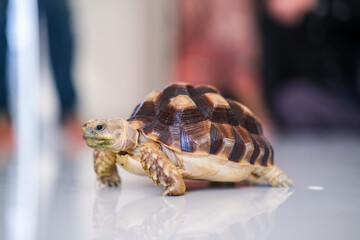 Small tortoise walking slowly on a smooth reflective surface indoors, its patterned shell catching the light while its curious face looks ahead with calm and steady movement.