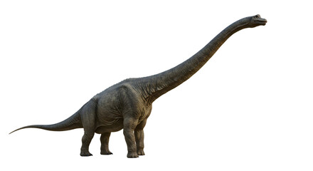 Obraz premium Brachiosaurus Isolated on Transparent Background