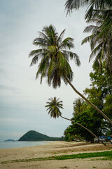 Beautiful tropical beach with hanging palm tree in Thailand. Coconut palm trees under blue sky. Palm beach on ocean. Minimalist tropical beach with a lone palm tree silhouette, peaceful seascape.