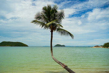 Beautiful tropical beach with hanging palm tree in Thailand. Coconut palm trees under blue sky. Palm beach on ocean. Minimalist tropical beach with a lone palm tree silhouette, peaceful seascape.