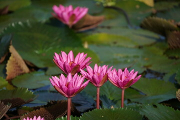 Beautyful red Water Lily in the Pond