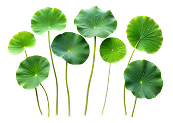 A collection of small Lotus leaf twigs with five leaves isolated against a flat background.