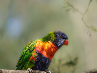 Fierce Looking Crouched Lorikeet Portrait