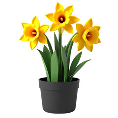 Fototapeta premium Three yellow daffodils in a black pot isolated on transparent background
