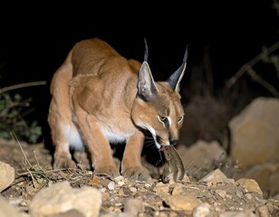 Caracal eating a rodent at night
