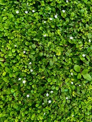 Creeping Plant Pattern Abstract Nature Background