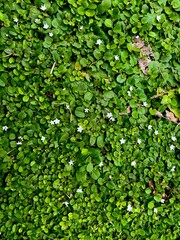 Creeping Plant Pattern Abstract Nature Background