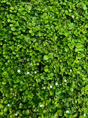 Small Rounded Leaves Texture with Tiny White Flowers