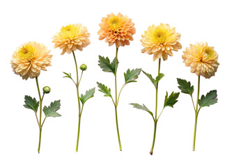 A collection of small Chrysanthemum leaf twigs with five leaves isolated against a flat background.