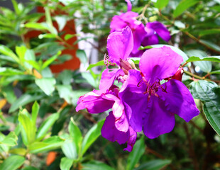 purple orchid in the garden