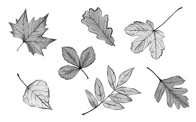 1578_Different textured autumn leaves isolated in grayscale on white background