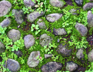 green moss on stone