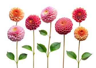 A collection of small Dahlia leaf twigs with five leaves isolated against a flat background.