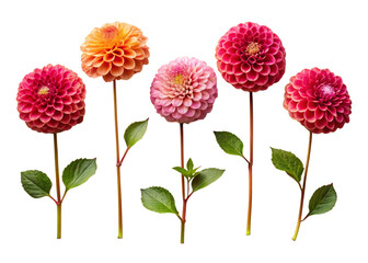 A collection of small Dahlia leaf twigs with five leaves isolated against a flat background.