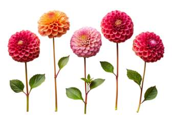 A collection of small Dahlia leaf twigs with five leaves isolated against a flat background.