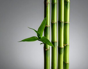 Fototapeta premium Lush green bamboo stalks against a muted gray backdrop, a vibrant new shoot emerging