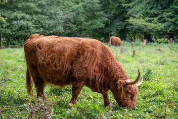 Highland Cattle Grazing in Lush Green Pasture