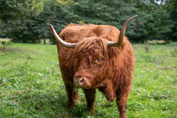 Highland Cow with long horns