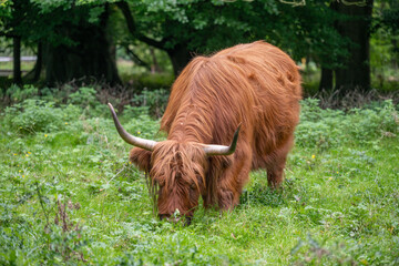 Highland Cow Grazing in Lush Green Pasture