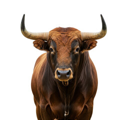Powerful brown bull portrait isolated PNG with Transparent Background