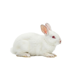 White rabbit with red eyes resting isolated PNG with Transparent Background