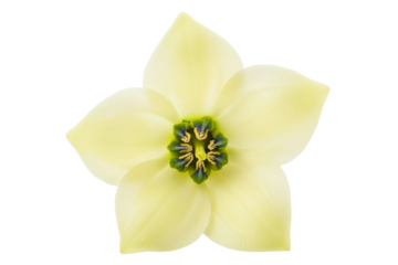 Top-down view of a single white bell pepper flower blossom isolated on a transparent background
