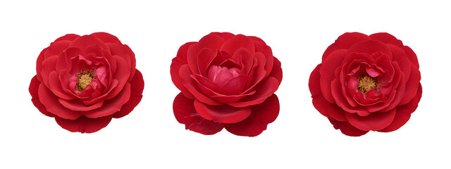 Set of red camellia flowers isolated