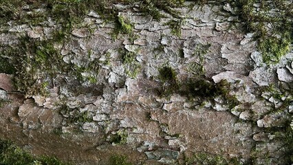 Moss overgrown cracked bark of an old tree, natural texture grey colour background.