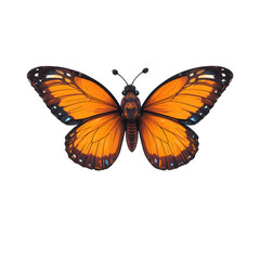 Monarch Butterfly Display: A top-down view showcases a monarch butterfly, spreading its intricate wings, featuring vivid orange, black, and white patterns, an emblem of nature's artistry.
