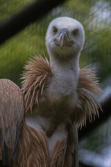 Portrait of a vulture in the nature