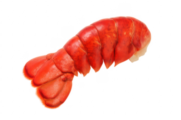 Cooked red lobster tail meat on transparent background